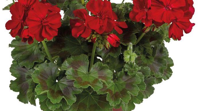 Pelargonium interspécific TOSCANA® GALAXYTM Dark Red (Graines Voltz).